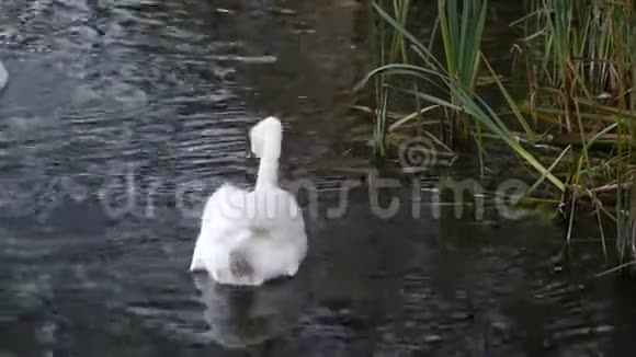天鹅漂浮在湖面上视频的预览图