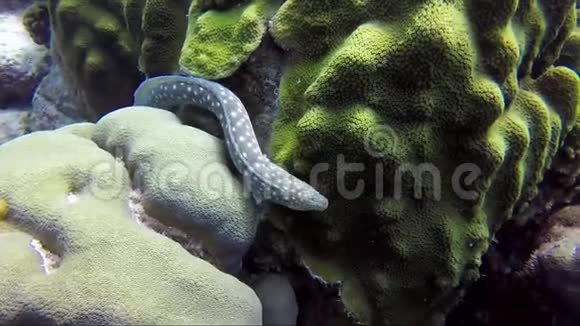 珊瑚礁上有斑点的海鳗视频的预览图