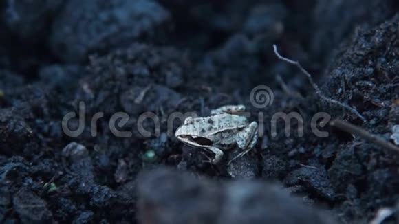 地上的小青蛙视频的预览图