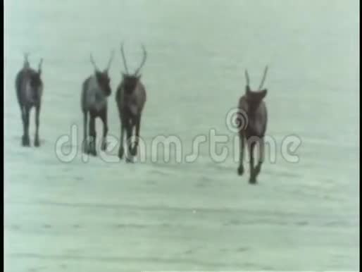 驯鹿牧民穿越冰冷的地形视频的预览图