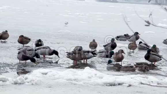 冻河上的鸭子视频的预览图