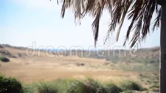 海滩沙丘地带的风视频的预览图