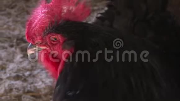 农场上一只黑公鸡的画像视频的预览图