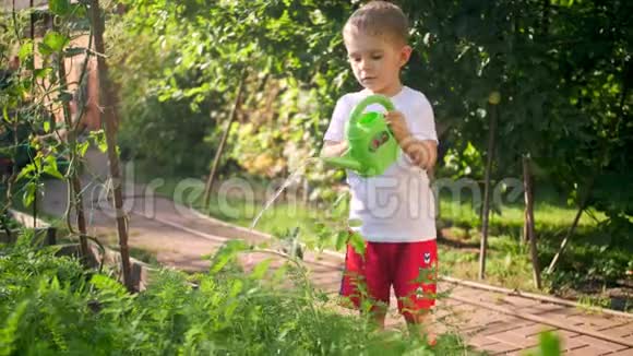 4k视频小男孩在花园里帮忙用塑料浇水罐浇蔬菜视频的预览图