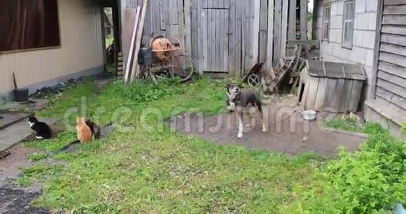 院子里的狗和三只猫视频的预览图