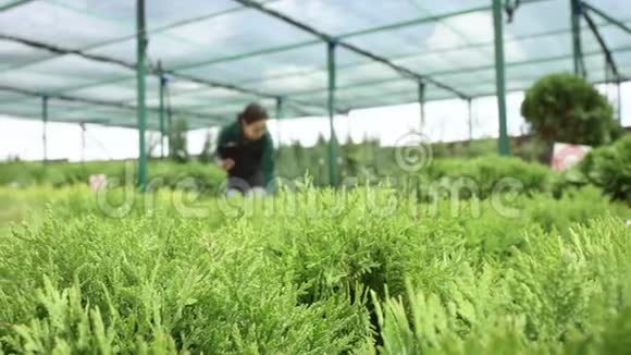 年轻的女园丁在剪贴板上做笔记在温室里的植物后面关注植物视频的预览图