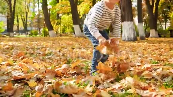 4k视频微笑的幼儿男孩在秋天公园捡黄叶并把它们扔进照相机视频的预览图