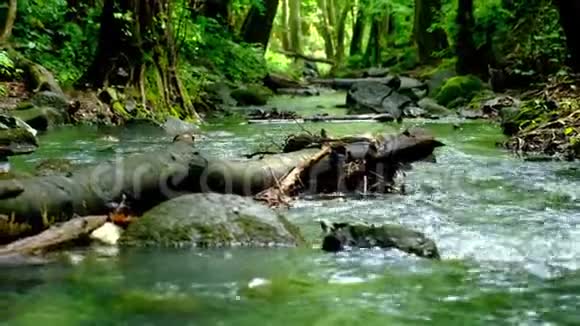 森林溪流中的鸭子视频的预览图