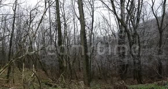 有白色霜枝的森林视频的预览图