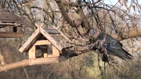 许多鸟在给树喂食视频的预览图