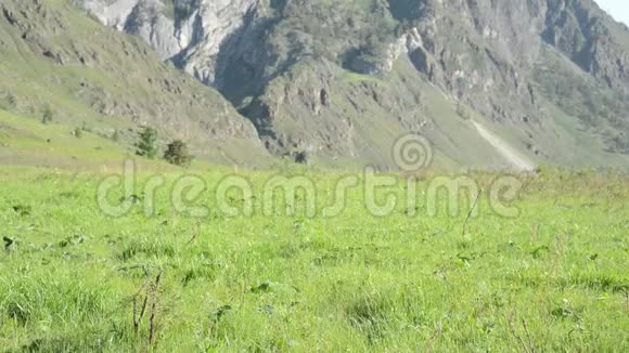 徒步旅行者带着背包在绿色的山地草地上行走夏季运动和娱乐理念视频的预览图