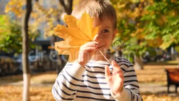秋天公园里躲在黄色苹果叶子后面的小男孩的4k特写视频视频的预览图