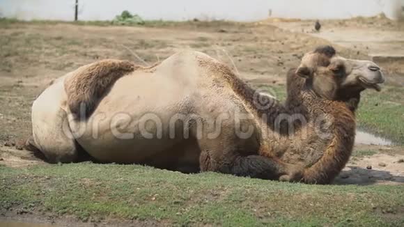 两只骆驼躺在草坪上视频的预览图