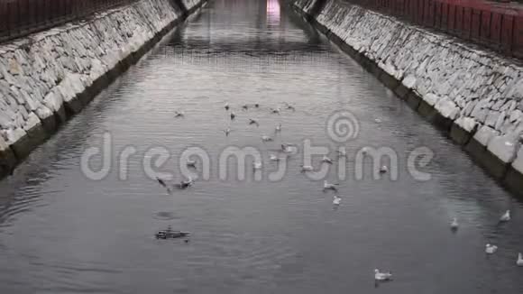 海鸥在运河边游泳视频的预览图