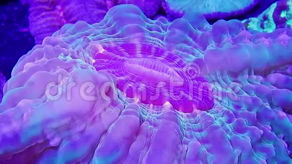 绿色和粉红色的Cynarina珊瑚水下视频的预览图