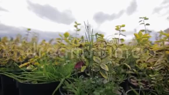 在户外的花盆里把植物收起来视频的预览图