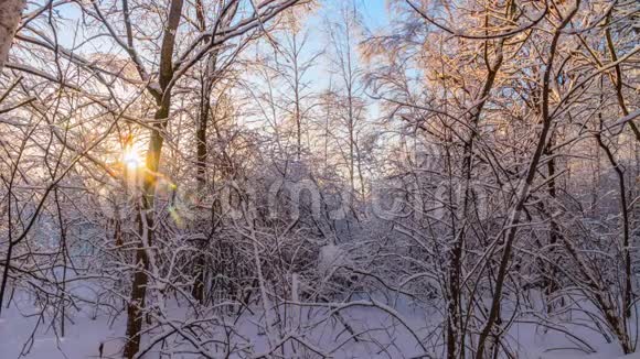 阳光明媚的冬天晚上在森林里视频的预览图