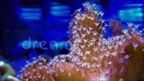 棕色皮革珊瑚视频的预览图