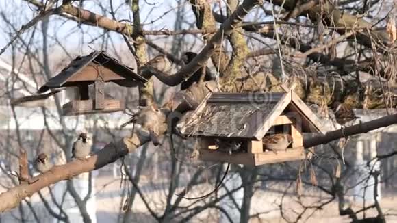 许多鸟在给树喂食视频的预览图