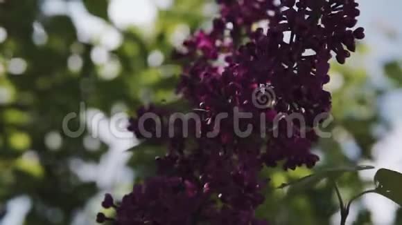 朵朵枝头和一树紫丁香特写春天的风景有一束温柔的花视频的预览图