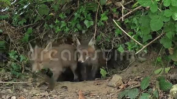 红狐秃鹫幼崽站在诺曼底登入口视频的预览图