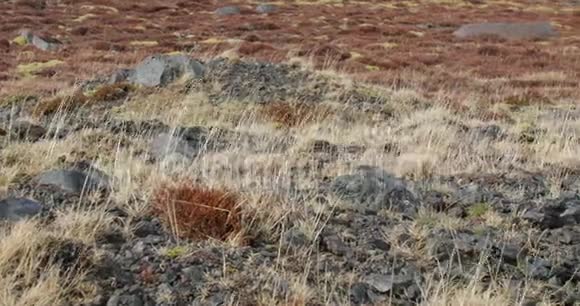 冰岛的风动植物视频的预览图