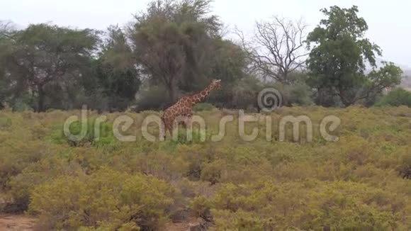 斑布鲁的长颈鹿吃树叶视频的预览图