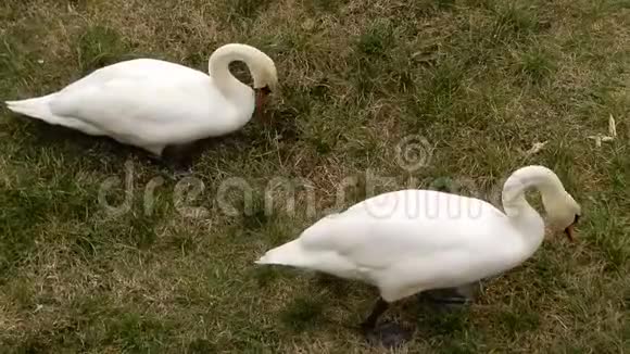 白天鹅在吃草视频的预览图