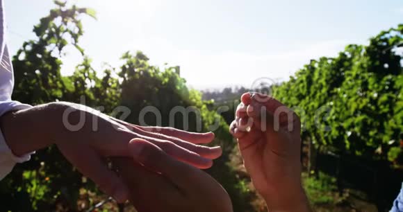 把订婚戒指戴在女人手上的葡萄园视频的预览图