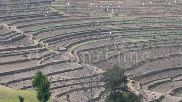 尼泊尔的梯田水稻农场土地视频的预览图