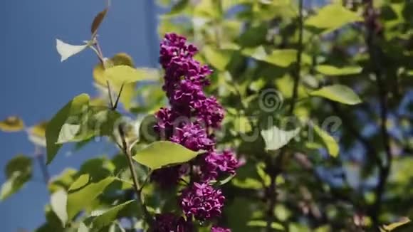 朵朵枝头和一树紫丁香特写春天的风景有一束温柔的花视频的预览图