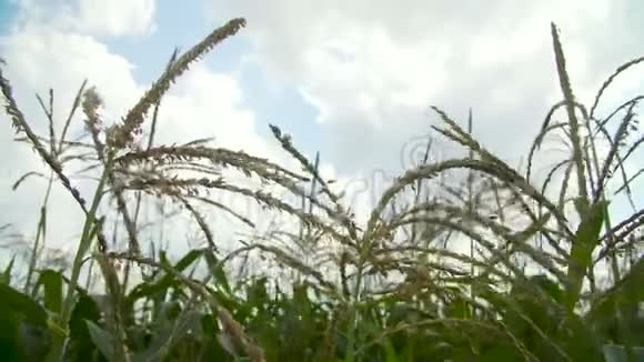 盛开的玉米地视频的预览图