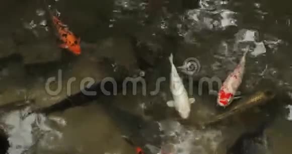 日本锦鲤鱼在池塘里视频的预览图