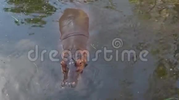 湖里的河马泰国视频的预览图