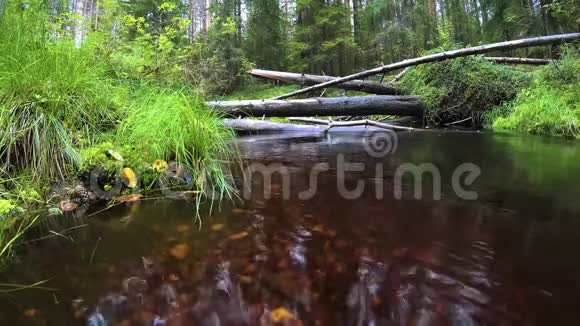 泰加深处的快速森林溪流视频的预览图