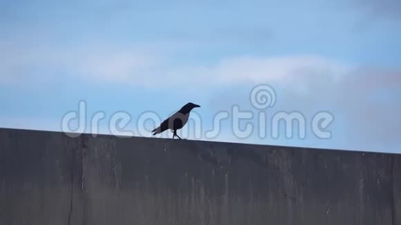 狡猾的黑鸟乌鸦视频的预览图