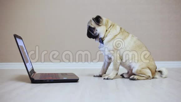 一只可爱的小狗看着笔记本电脑的屏幕穿着蝴蝶看电影侧视视频的预览图