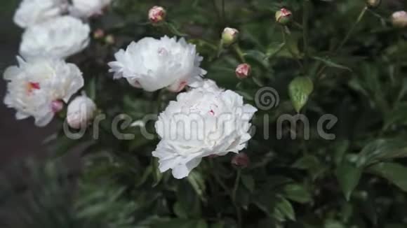 一株开花的灌木开着白色的大牡丹花视频的预览图