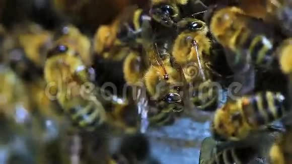 蜜蜂视频的预览图