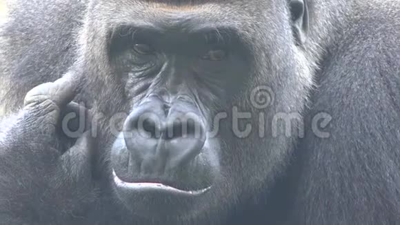 大猩猩和灵长类动物视频的预览图