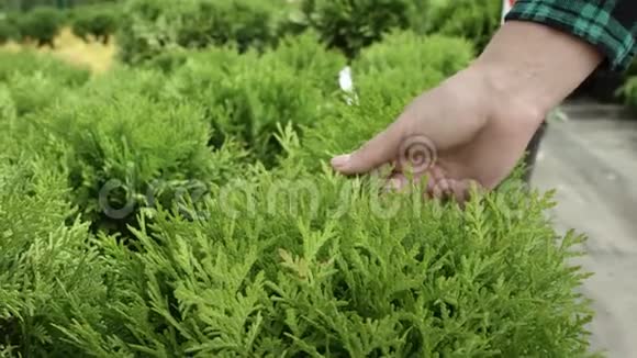近距离观看女孩手摸杜松灌木生长在温室里的植物法默检查了一群人视频的预览图