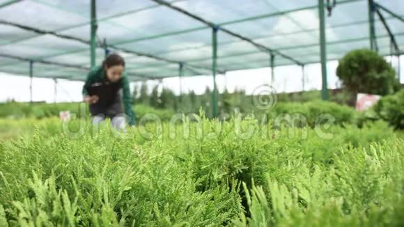 女农在植物方面工作我们在杜松树丛在温室里工作的女孩视频的预览图