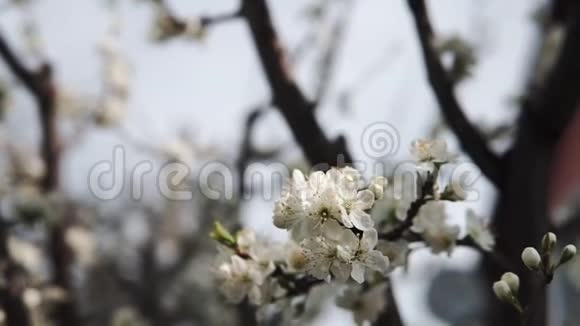 白色的花在枝上枯萎了视频的预览图