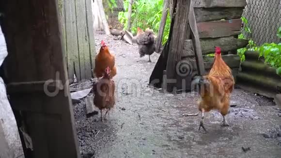 在户外下雨的鸡视频的预览图