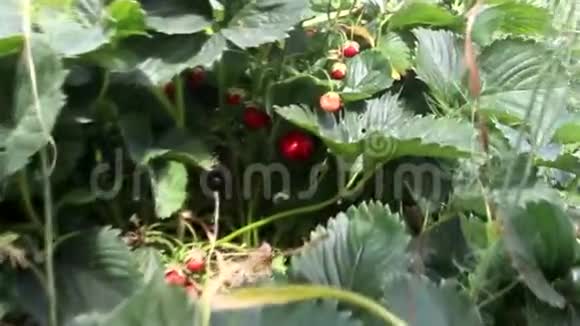 草莓生长在树枝上视频的预览图