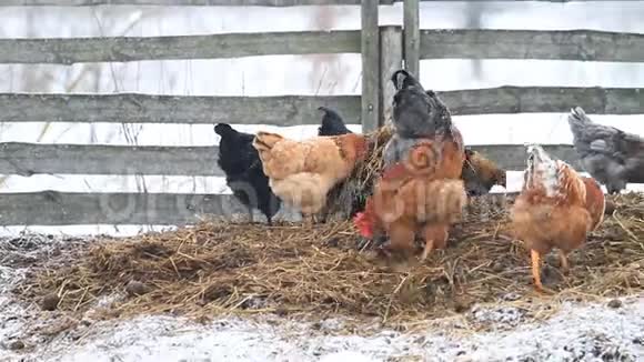 雪天鸡在粪堆里视频的预览图