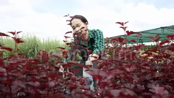 友好的微笑的女园丁拿着一盆红色的植物透过植物观察视频的预览图