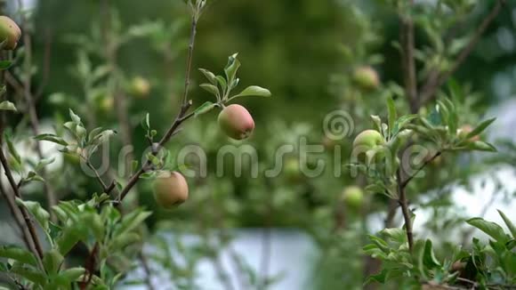 花园里的苹果果树视频的预览图