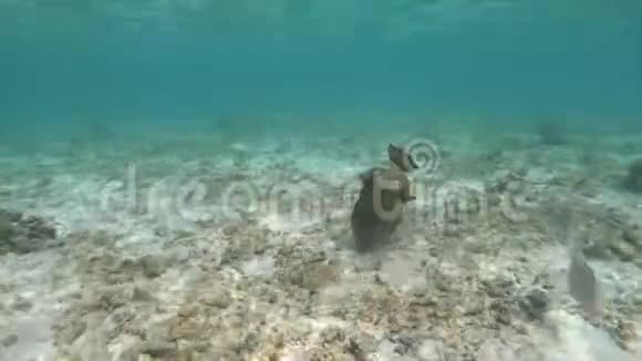 马尔代夫珊瑚礁沿岸浅水中的泰坦触发鱼视频的预览图