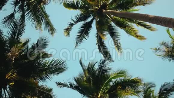 美丽的椰子棕榈树视频的预览图